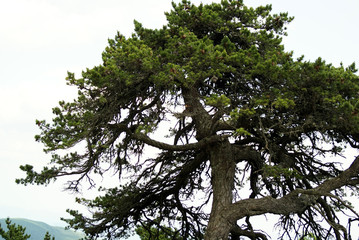weathered tree
