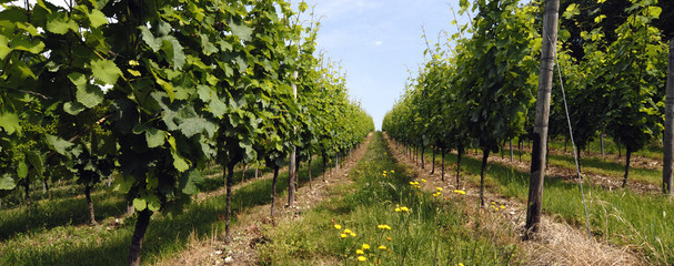 weinberg 4