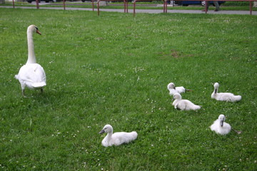 swan & cygnets
