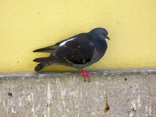piccione(columba livia)