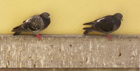 due piccioni(columba livia) equilibristi