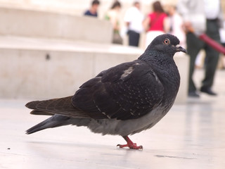 city pigeon