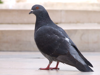 city pigeon