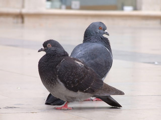 city pigeon