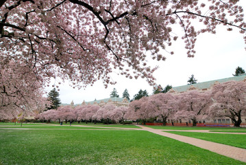 campus with cherry blossom