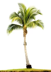 Crédence en verre imprimé Palmier palmier isolé