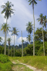 coconut tree plantation