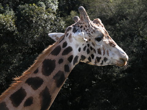 cabeça de girafa