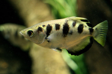 archerfish