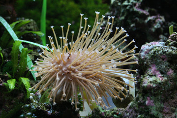 coral polyp