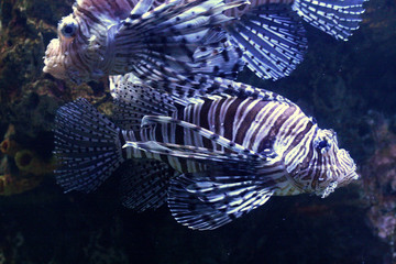 LIonfish