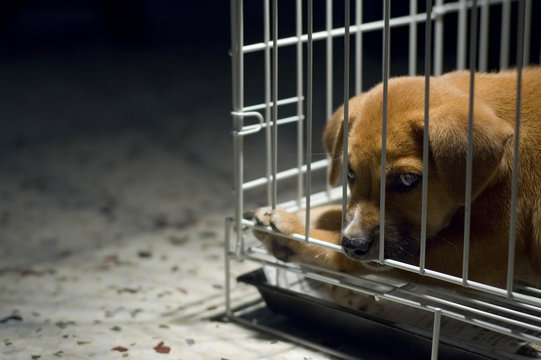 Sad Puppy In Cage