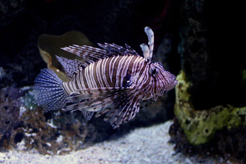 scorpionfish