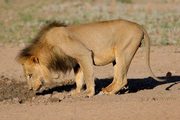 Plakat black-maned african lion