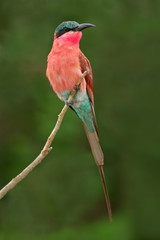 carmine bee-eater