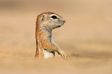 ground squirrel