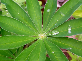 spring. dew on leaves.