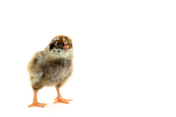 Obraz premium little chicken