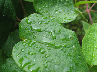 gouttes d'eau sur feuille