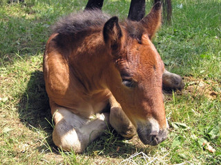little horse