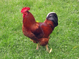 rooster on grass