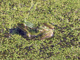 frog in swamp