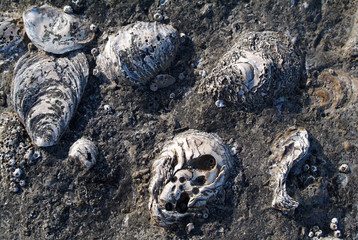 conchas fosilizadas © ocphoto
