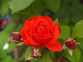 rote rose