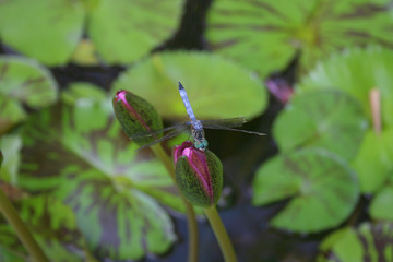 dragonfly