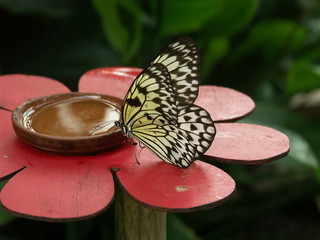 Papillon noir & blanc