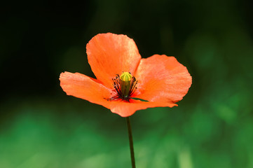 poppy