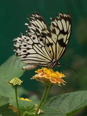 Fototapeta na wymiar Papillon noir & blanc