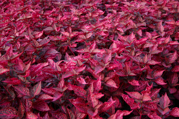 red leaves - background