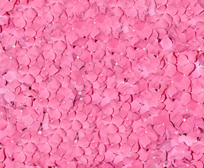 flower pattern texture background of azalea bloomi