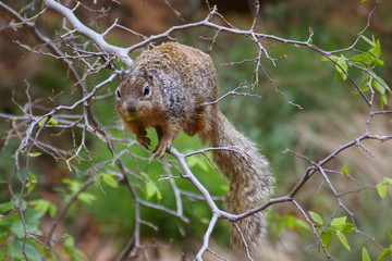 squirrel b