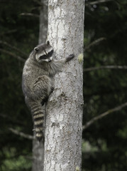 racoon