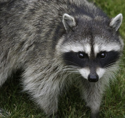 racoon © Jean-Edouard Rozey