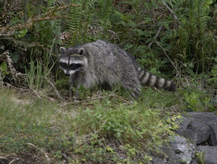 racoon © Jean-Edouard Rozey