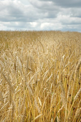 field of wheat