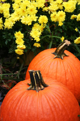 pumpkins and mums