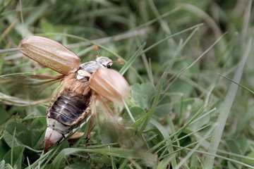 another bug