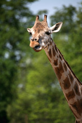 giraffe