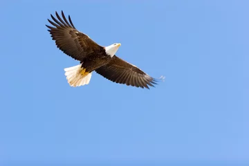 Printed kitchen splashbacks Eagle Bald eagle flying