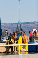 Fishermen weighing the catch