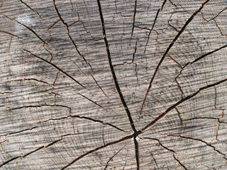 Fototapeta premium tronc d'arbre