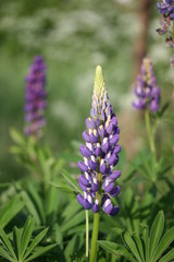 Lupine