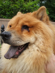 chow chow breed dog