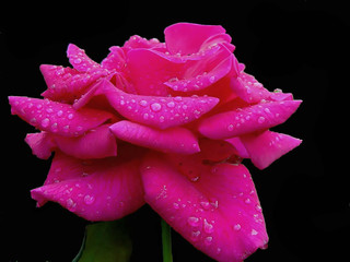 pink rose on black-rb