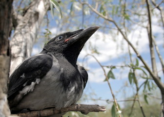 young crow 3