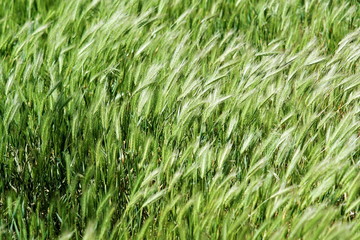 Obraz premium waves of the green grass